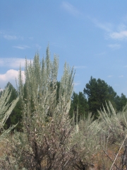 big sage, sagebrush, big sagebrush (Artemisia tridentata)
