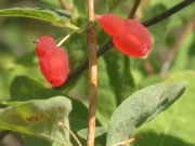 red twinberry, Utah honeysuckle (Lonicera utahensis)
