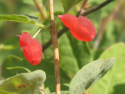 red twinberry, Utah honeysuckle (Lonicera utahensis)