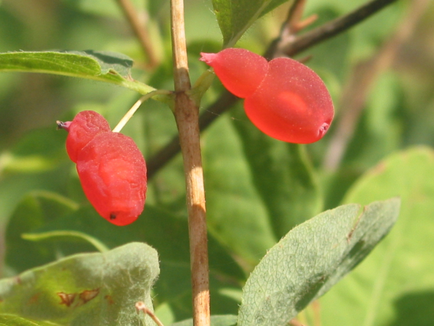 red twinberry, Utah honeysuckle (Lonicera utahensis)