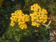 Common Tansy (Tanacetum vulgare)