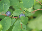 huckleberry (Vaccinium sp)
