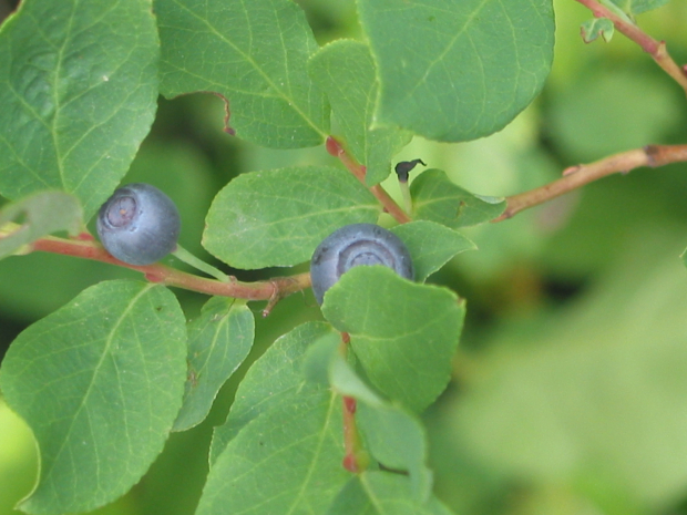 huckleberry (Vaccinium sp)
