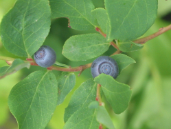 huckleberry (Vaccinium sp)
