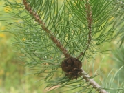 Lodgepole Pine (Pinus contorta)