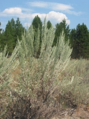 big sage, sagebrush, big sagebrush (Artemisia tridentata)
