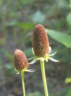 western coneflower (Rudbeckia occidentalis)