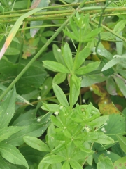 sweet woodruf, bedstraw (Galium boreale)
