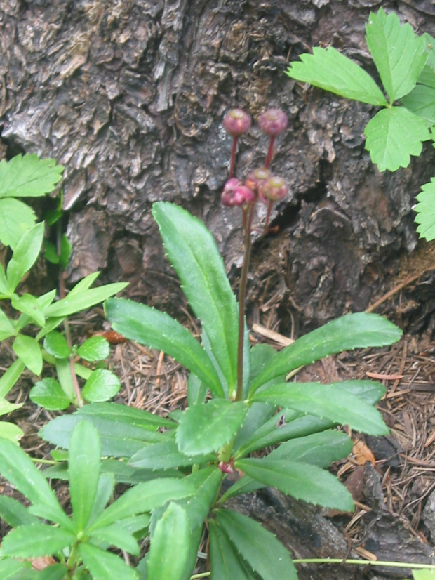 Prince's-Pine (Chimaphila umbellata)
