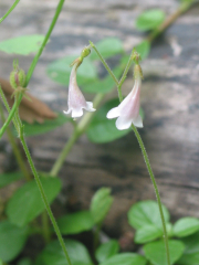 Twinflower (Linnaea borealis) close-up