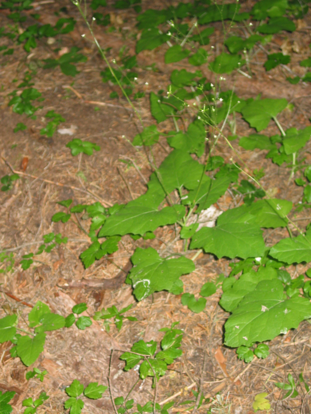 pathfinder, trail plant (Adenocaulon bicolor)
