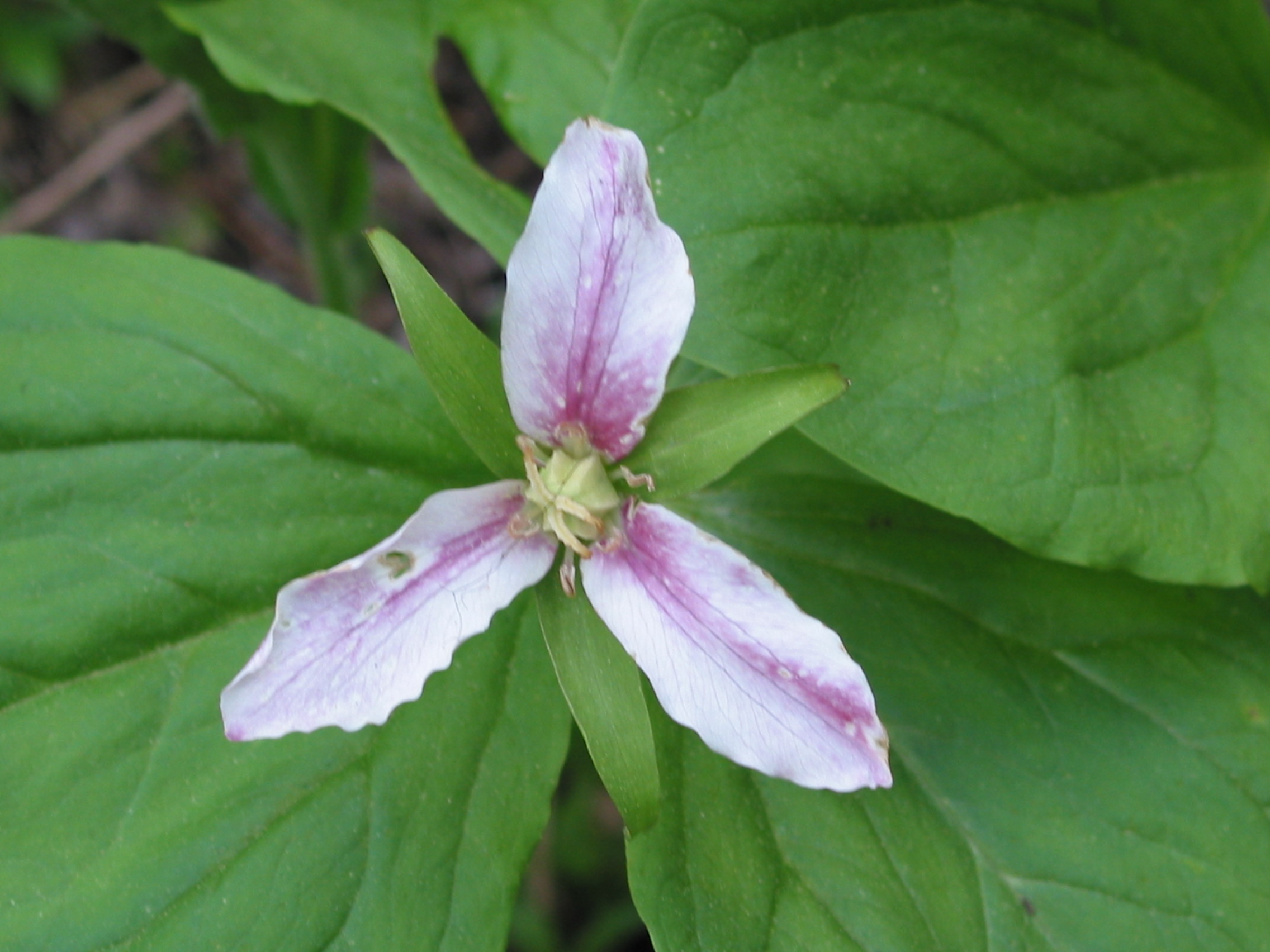 Trillium (Trillium ovatum)flower close-up