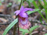 calypso orchid, fairy slipper (Calypso bulbosa )

