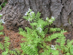 Jacob's Ladder (Polemonium pulcherrimum)