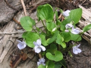 early blue violet (Viola adnuca var. unknown)
