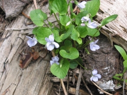 early blue violet (Viola adnuca var. unknown)