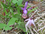 calypso orchid, fairy slipper (Calypso bulbosa )