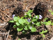 pale mountain violet (Viola adunca var. glabra)