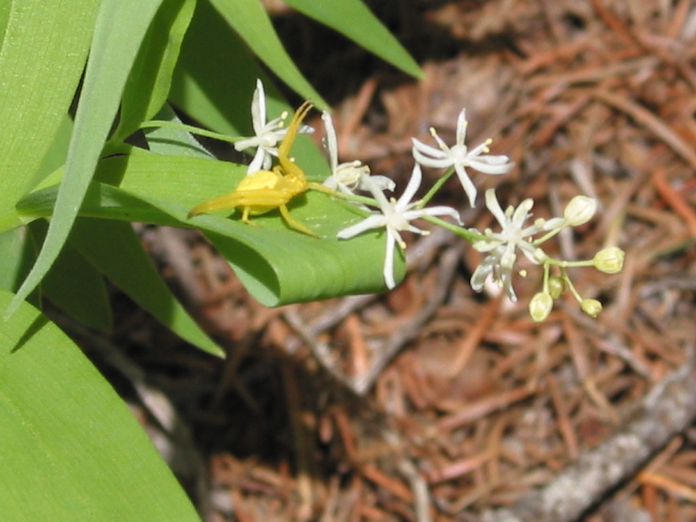 Wild Lily of the Valley (Smilacina stellata)