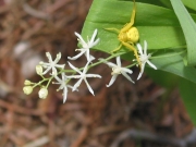 Wild Lily of the Valley (Smilacina stellata)