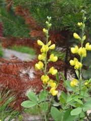 golden pea (Thermopsis montana)