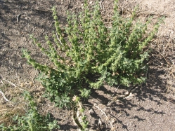 Horehound