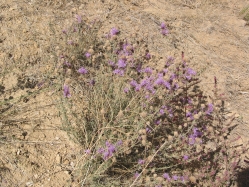 Monardella (Monardella odoratissima)