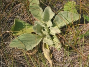 Mullein (Verbascum thapsus) plants live two years.  The first year the plant forms a rosette and the second year it flowers and dies.