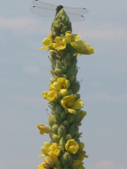 Mullein (Verbascum thapsus) flower with Dragonfly