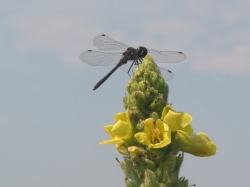 Mullein (Verbascum thapsus)flower closeup with Dragonfly