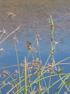 bull rush (Scirpus spp.)