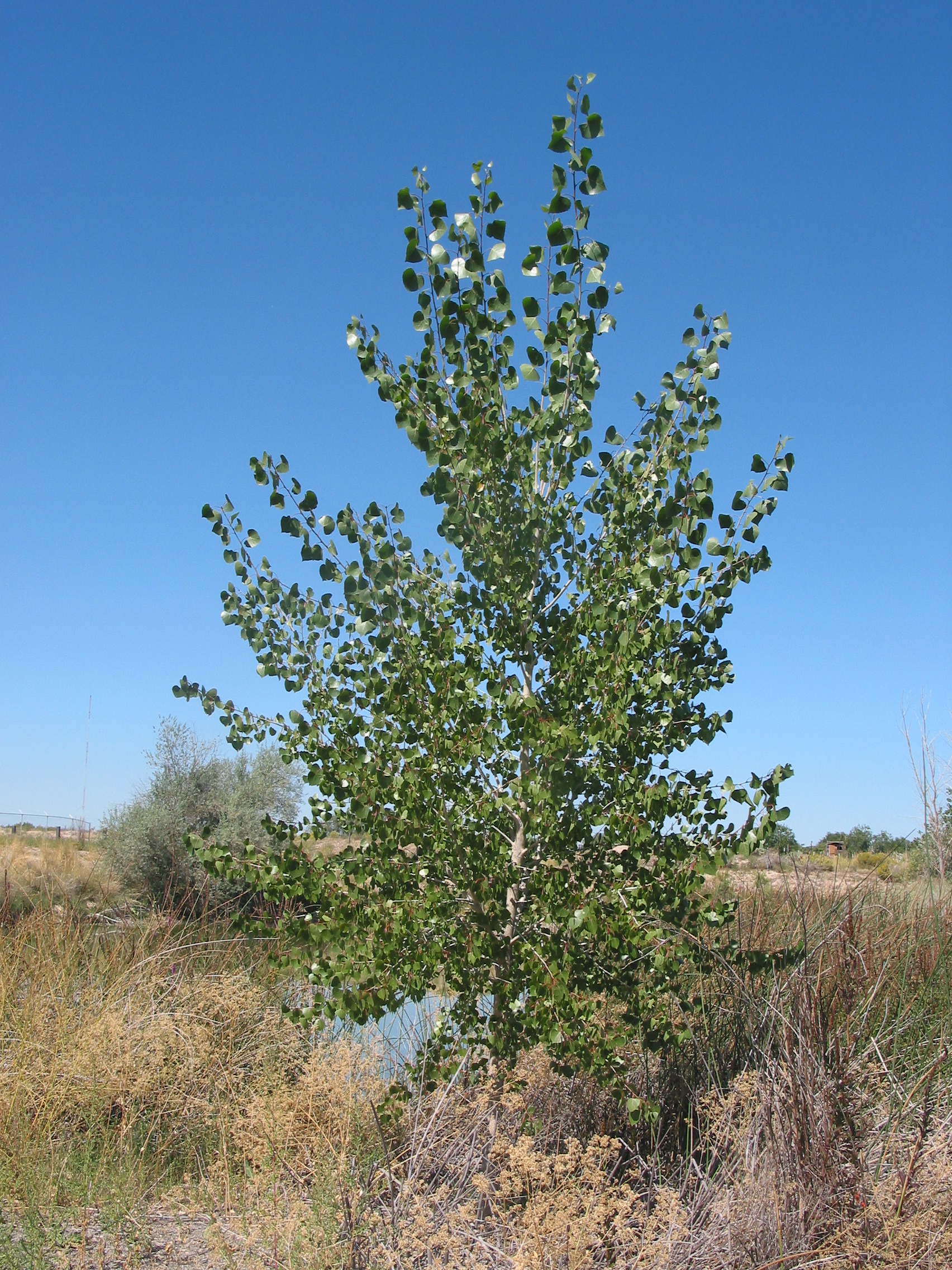 eastern cottonwood, necklace poplar, great plains cottonwood (Populus deltoides)
