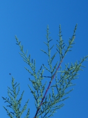 salt cedar, tamarisk (Tamarix parviflora)