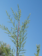 salt cedar, tamarisk (Tamarix parviflora)