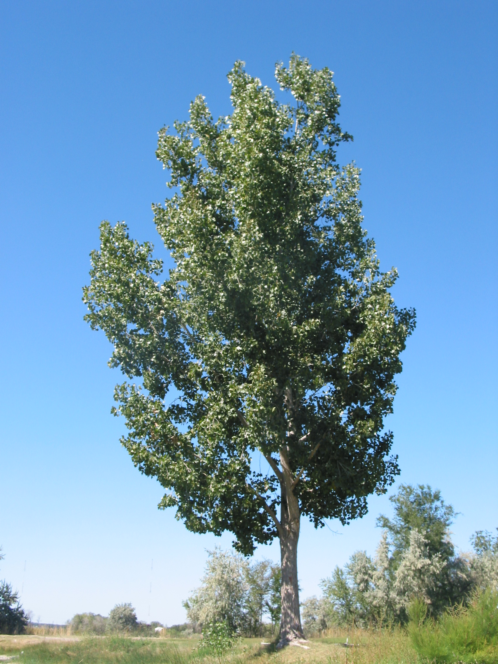 eastern cottonwood, necklace poplar, great plains cottonwood (Populus deltoides)