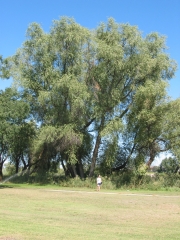 black willow (Salix nigra)
