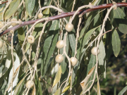 Russian Olive (Elaeagnus angustifolia)