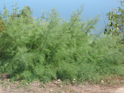 salt cedar, tamarisk (Tamarix parviflora)
