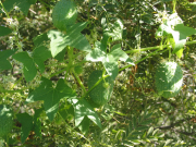 wild cucumber (Echinocystis lobata)