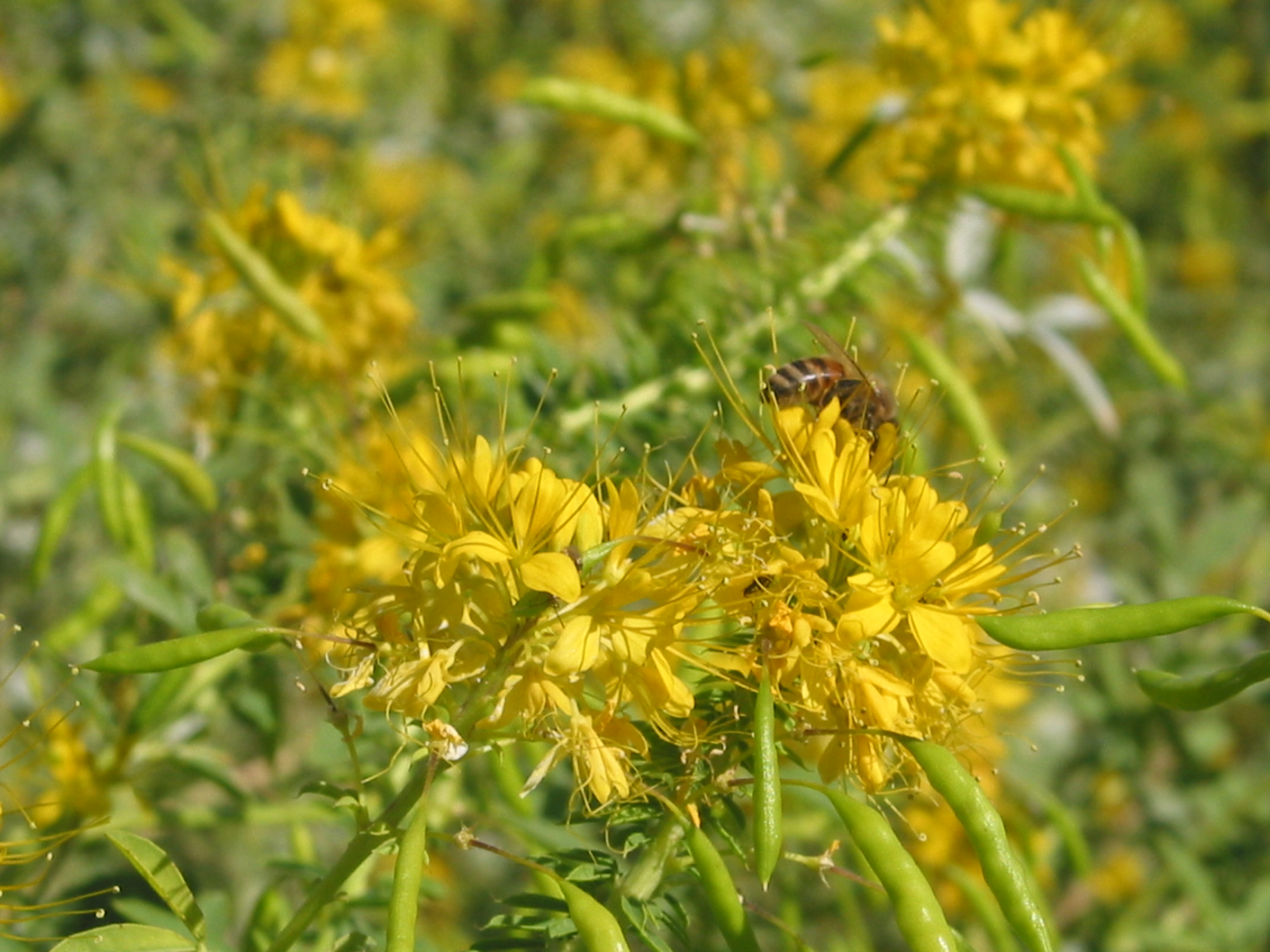 Yellow Beeplant (Cleome lutea)