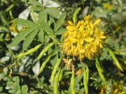 Yellow Beeplant (Cleome lutea)