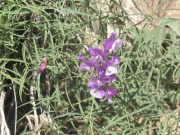 Few-flowered Peavine (Lathyrus pauciflorus)
