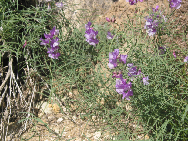Few-flowered Peavine (Lathyrus pauciflorus)