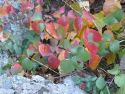 poison ivy (Toxicodendron rydbergii)