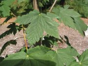 rocky mountain maple (Acer glabrum)