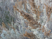 big sage, sagebrush, big sagebrush (Artemisia tridentata)
