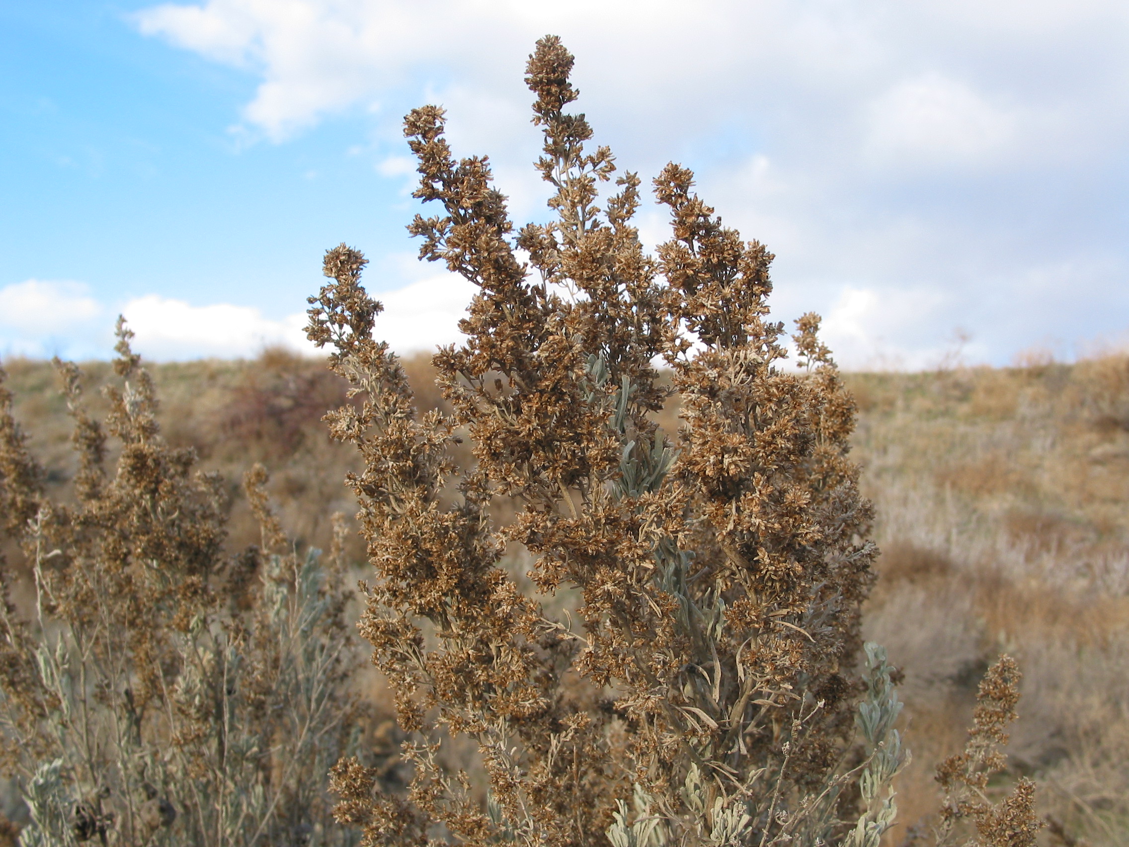 big sage, sagebrush, big sagebrush (Artemisia tridentata)
