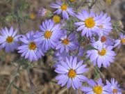 tall purple aster, hoary aster, hoary tansyaster (Machaeranthera canescens)