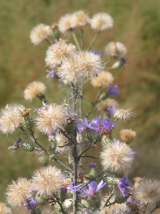 tall purple aster, hoary aster, hoary tansyaster (Machaeranthera canescens)