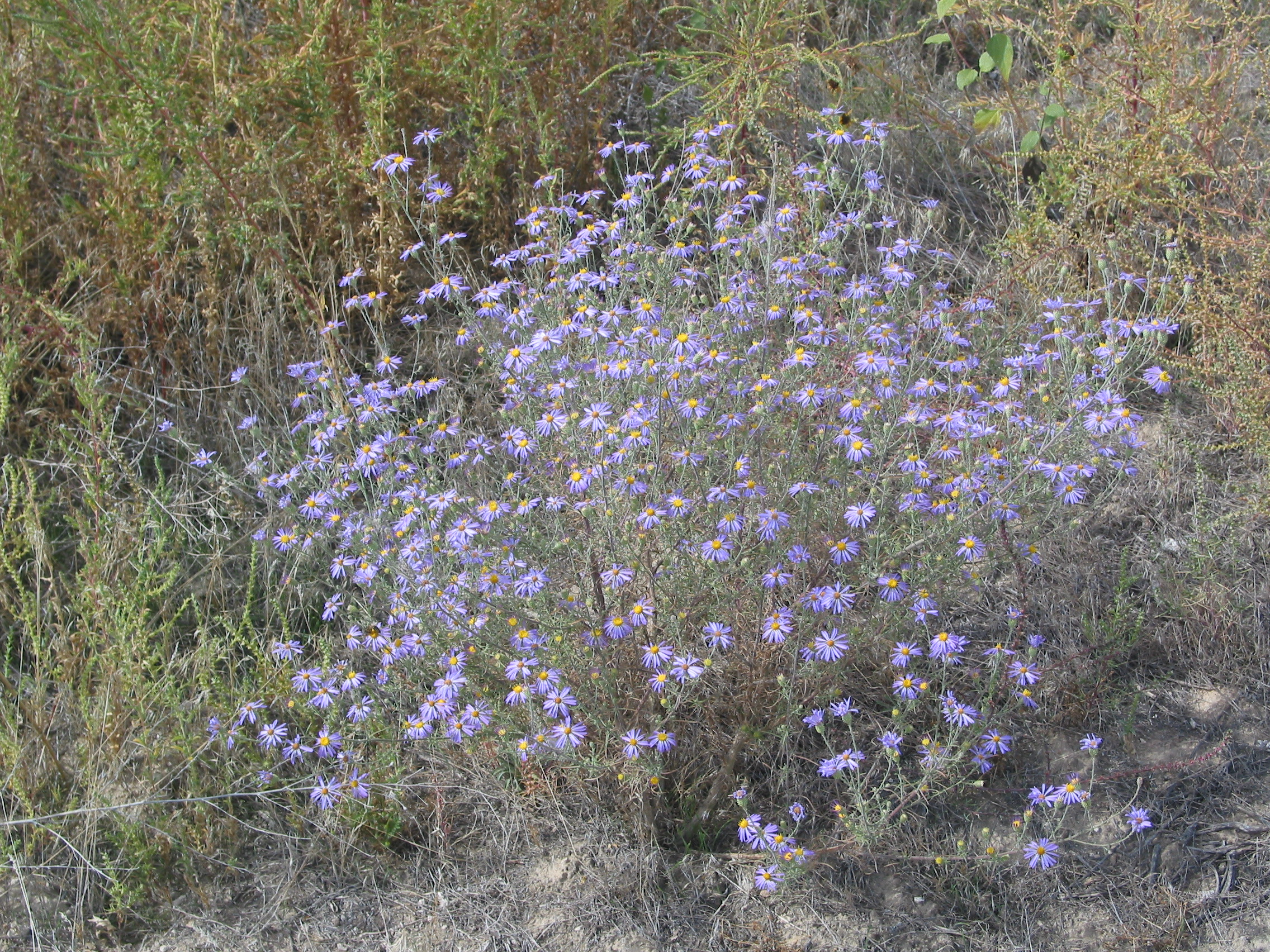 tall purple aster, hoary aster, hoary tansyaster (Machaeranthera canescens)